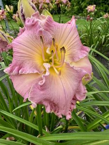 LETS GET NAKED – Crintonic Gardens