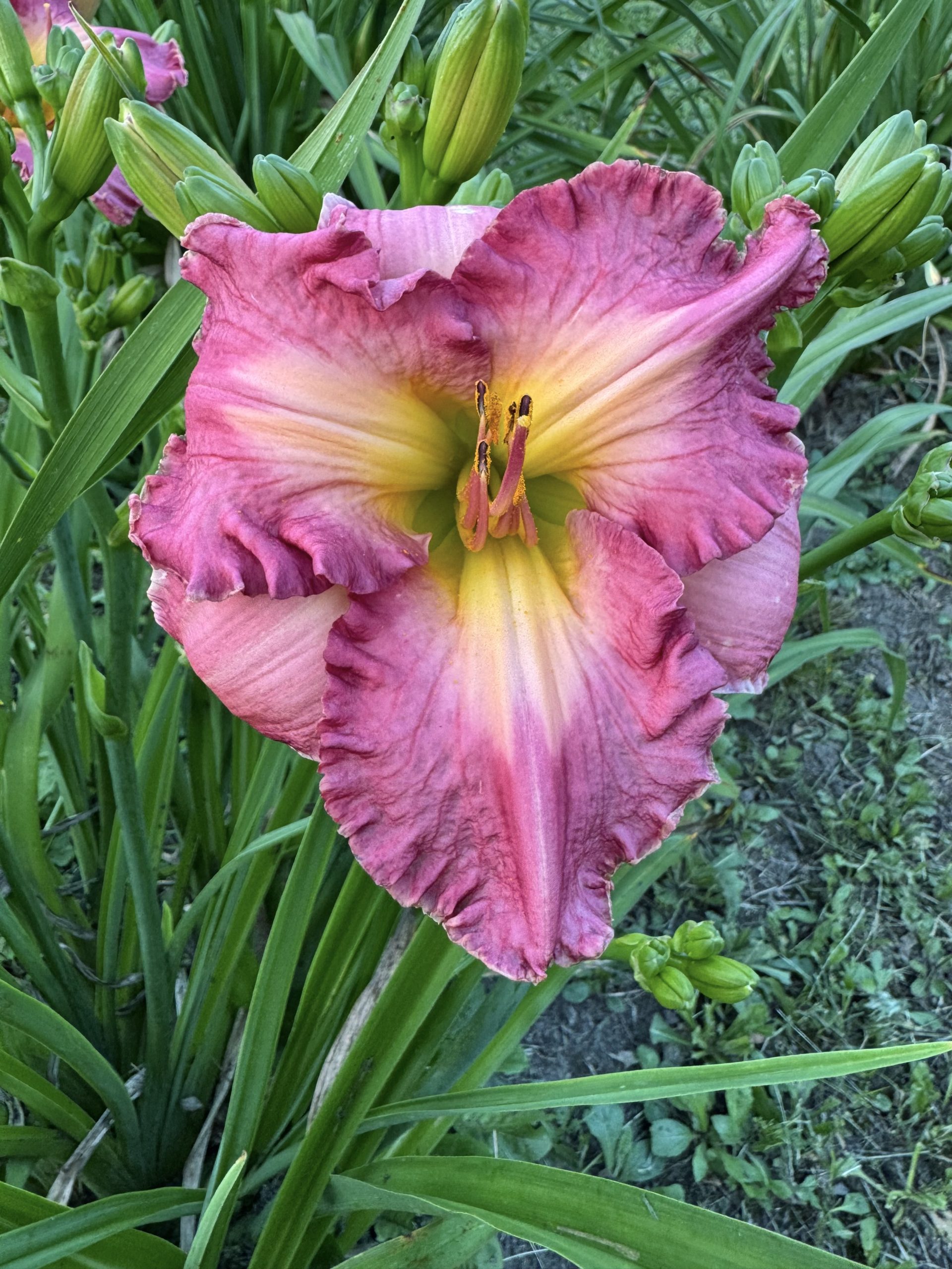 Prelude-To-Rapture-scaled